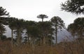 Araucarias Tree. Araucania regionl Chile Royalty Free Stock Photo