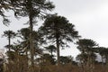 Araucarias Tree. Araucania regionl Chile Royalty Free Stock Photo