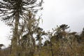 Araucarias Tree. Araucania regionl Chile Royalty Free Stock Photo