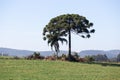 AraucÃÂ¡ria angustifolia (Pinheiro do ParanÃÂ¡). Isolated