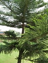 NORFOLK ISLAND PINE