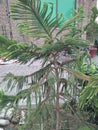 NORFOLK ISLAND PINE