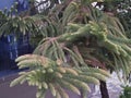 NORFOLK ISLAND PINE