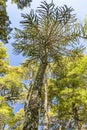 AraukÃÂ¡rie Araucaria araucana This particular kind of prymulas is endemic