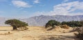 Arava Desert Vegetation neat Yotvata in Israel Royalty Free Stock Photo