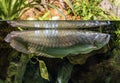 Aravana in the aquarium, a genus of tropical freshwater fish Royalty Free Stock Photo