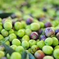 Arbequina olives Royalty Free Stock Photo