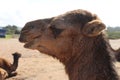 The Arbian Camel Royalty Free Stock Photo