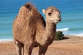 The Arbian Camel Royalty Free Stock Photo