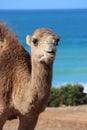 The Arbian Camel Royalty Free Stock Photo