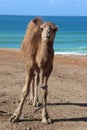 The Arbian Camel Royalty Free Stock Photo