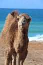 The Arbian Camel Royalty Free Stock Photo