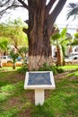 The Arbol de La Paz Tree of Peace, in Plaza Independencia, Tupiza, Bolivia