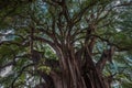 Arbol del Tule, a giant sacred tree in Tule, Oaxaca, Mexico