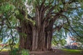 Arbol del Tule, a giant sacred tree in Tule, Oaxaca, Mexico Royalty Free Stock Photo