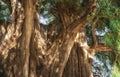 Arbol del Tule , Montezuma cypress tree in Tule. Oaxaca, Mexico