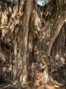 Arbol del Tule , Montezuma cypress tree in Tule. Oaxaca, Mexico