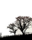 Silhouetted trees in countryside Royalty Free Stock Photo