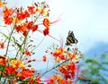 Arbor Tree Flower Royalty Free Stock Photo