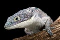 Arboreal alligator lizard (Abronia graminea) Royalty Free Stock Photo
