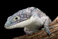 Arboreal alligator lizard (Abronia graminea)