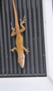 Arboreal Anolis carolinensis - American Chameleon lizard