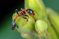 The Arboreal Bicolored Ant, beautiful ant on Morning Glory Tree  with green background, Thailand Royalty Free Stock Photo