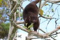 Arboreal Mountain Cuscus Royalty Free Stock Photo