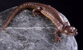 Arboreal salamander Aneides lugubris