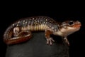 Arboreal salamander Aneides lugubris Royalty Free Stock Photo