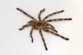 Arboreal tarantula, Poecilotheria tigrinawesseli. Royalty Free Stock Photo