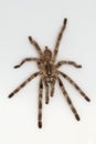 Arboreal tarantula, Poecilotheria tigrinawesseli. Royalty Free Stock Photo