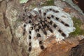 Arboreal tarantula, Poecilotheria tigrinawesseli. Eastern Ghats Royalty Free Stock Photo