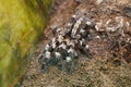 Arboreal tarantula, Poecilotheria tigrinawesseli. Eastern Ghats, India Royalty Free Stock Photo