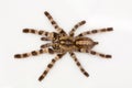 Arboreal tarantula, Poecilotheria tigrinawesseli from Eastern Ghats, India Royalty Free Stock Photo