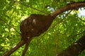 Arboreal termite hive Royalty Free Stock Photo