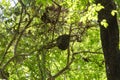 Arboreal termite hive