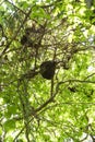 Arboreal termite hive