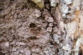 Arboreal termite nest