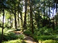 Arborescent ferns and other tropical plants in Parque da Pena Botanical garden, Sintra, Portugal