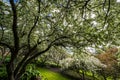 Arboretum Garden in Spring Royalty Free Stock Photo