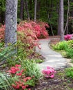 Arboretum Curving Path Among Blooming Azaleas Royalty Free Stock Photo