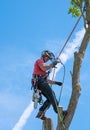 Arborist adjusting safety ropes up a tree Royalty Free Stock Photo