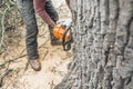 Arborist with chainsaw cutting large tree trunk of old oak.