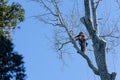 Arborist with chainsaw roped high in tree pruning branches