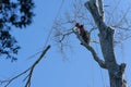 Arborist with chainsaw roped high in tree pruning branches