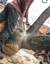 Arborist chainsawing pieces of wood of cut down old oak. Royalty Free Stock Photo