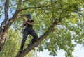 Arborist checking safety ropes up a tree Royalty Free Stock Photo