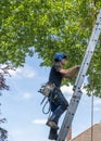 Arborist climbing a ladder