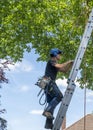 Arborist climbing a ladder up a tree Royalty Free Stock Photo